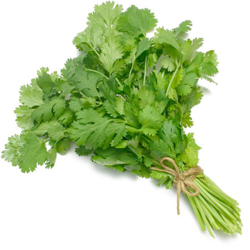 Kothmir / Dhaniya / Coriander leaves :