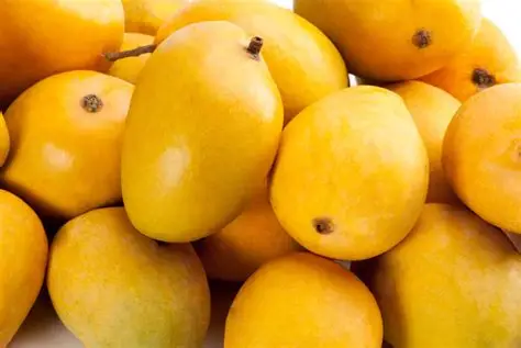 Mango (Hapus / Alphonso) : Devgad