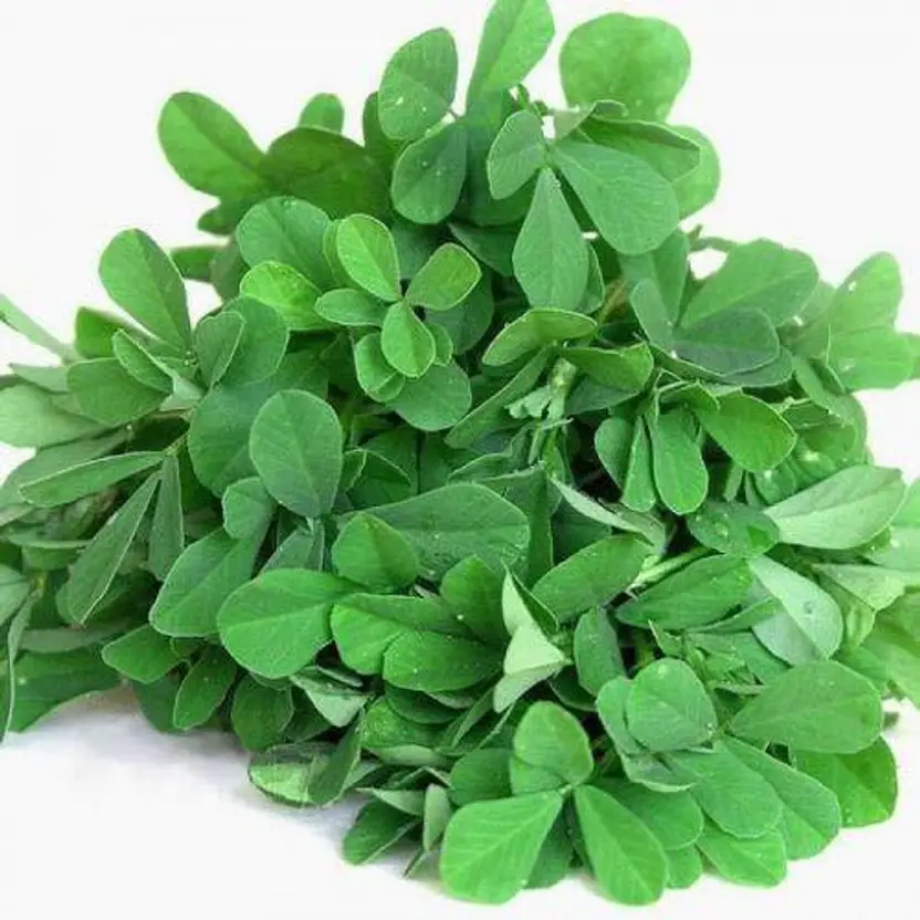 Methi (Fenugreek Leaves) Hand-pluck